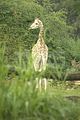 leipzig zoo-01_07_2011_zoo_allgemein_226